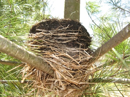 [Nest in pine tree[4].jpg]