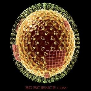 [Influenza virus[3].jpg]