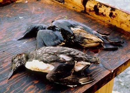 [Dead herons[4].jpg]