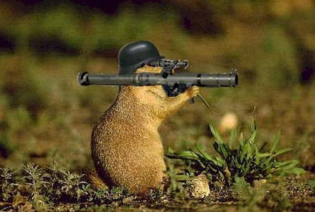 [Squirrel with mortar[4].jpg]