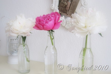 [Peonies 4[1].jpg]
