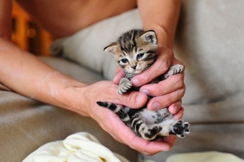 tumblr_lhr0a9TXfC1qgsedpo1_500_large