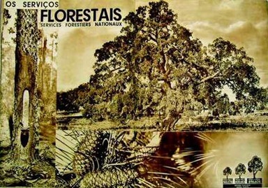 1934 florestas 1934 florestas