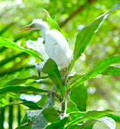 AUS Chick up a Tree.jpg