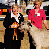 Life Choices South Africa Dog Show
