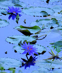 DSC_0051.jpg