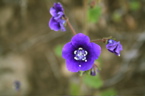 California Wildflower