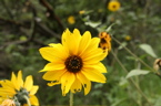 California Wildflower