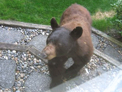 [coquitlam-black-bear-attack-picture[4].gif]
