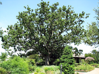 Wow Amazing Oak Trees