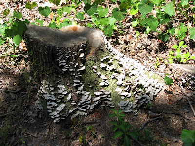 Cool Mushrooms
