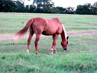 Back to grazing