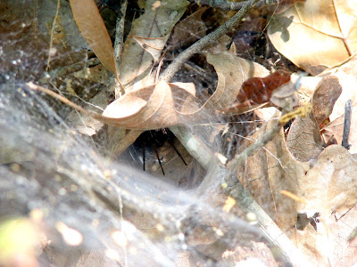 Funnel Web Spider