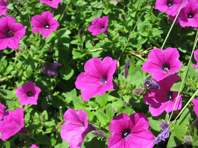 Random flower pics