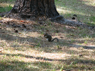 SQUIRREL!!