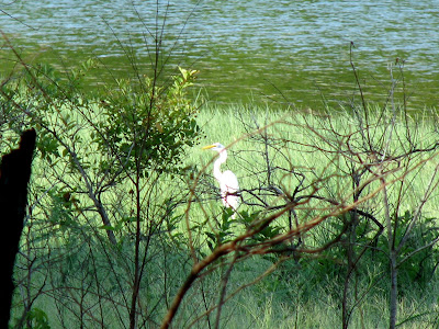 Egrets