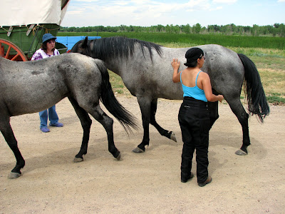Horses roaming free