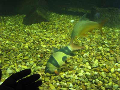 Huge Clown Loaches!  My Hands for scale