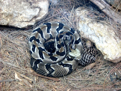 Timber Rattlesnake