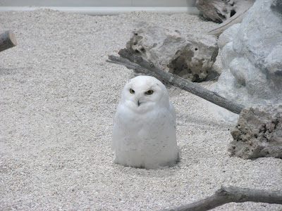 Snow Owls