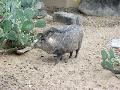 Javalina
