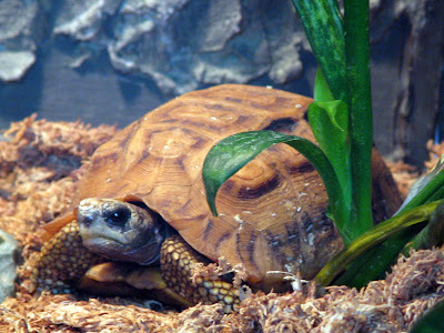 Madigascan Flat-tailed Tortiose