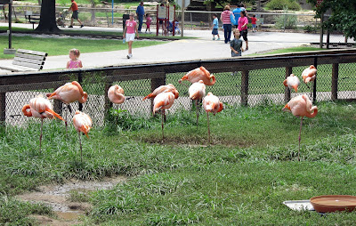Sleeping Flamingos