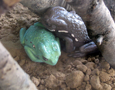 Wax Monkey Tree Frog