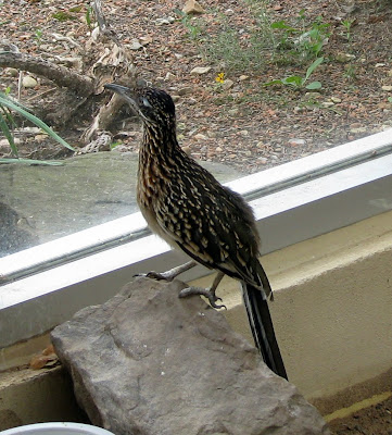 Road Runner