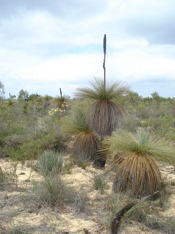 [KALBARRI 020[5].jpg]