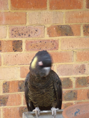 [KALBARRI 032[4].jpg]