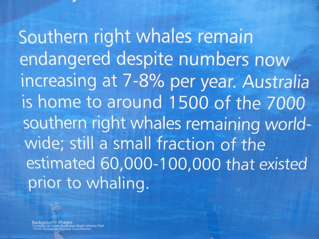 [Nullarbor      -Streaky Bay 044[10].jpg]