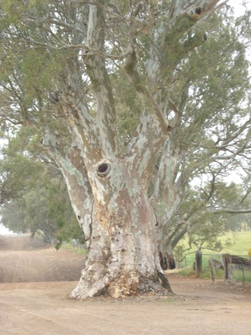 [Streaky Bay to Adelaide 109[2].jpg]