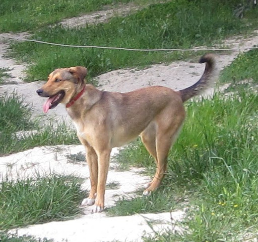 Dogs-Roza6.jpg