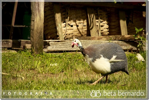 IMG_9999_233-1 copy
