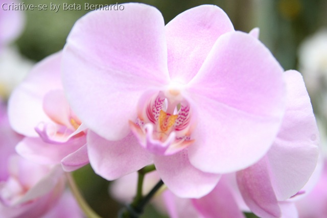 [orquidea 1 menor[1].jpg]