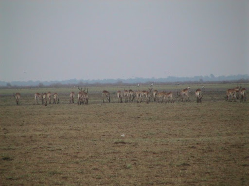 Impala (or Lechwe???)