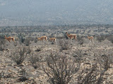 GuanacosenQuebradalosChoros.jpg