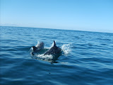 DelfinesReservaPinguinosdeHumboldt4.jpg