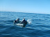DelfinesReservaPinguinosdeHumboldt4.jpg