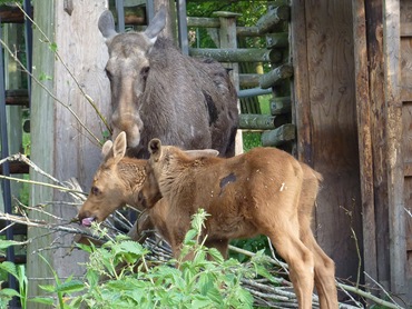 2010, Skansen, Midsommar 018