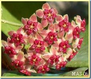 Hoya Purpureofusca3