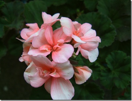 hageplanter 004