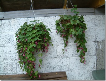hageplanter 007