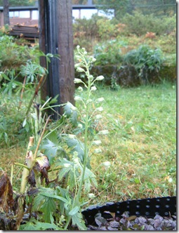 hageplanter 010