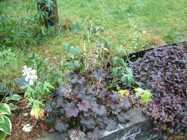 [hageplanter 009[4].jpg]