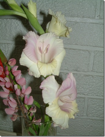 hageplanter 001