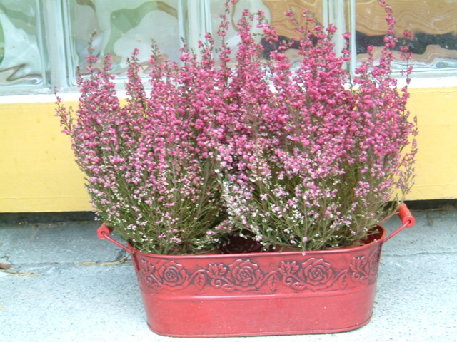 [hageplanter 013[6].jpg]