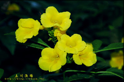 花花世界 立川漁場blog 黃金蜆的故鄉