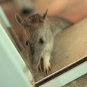 Long Nosed Bandicoot